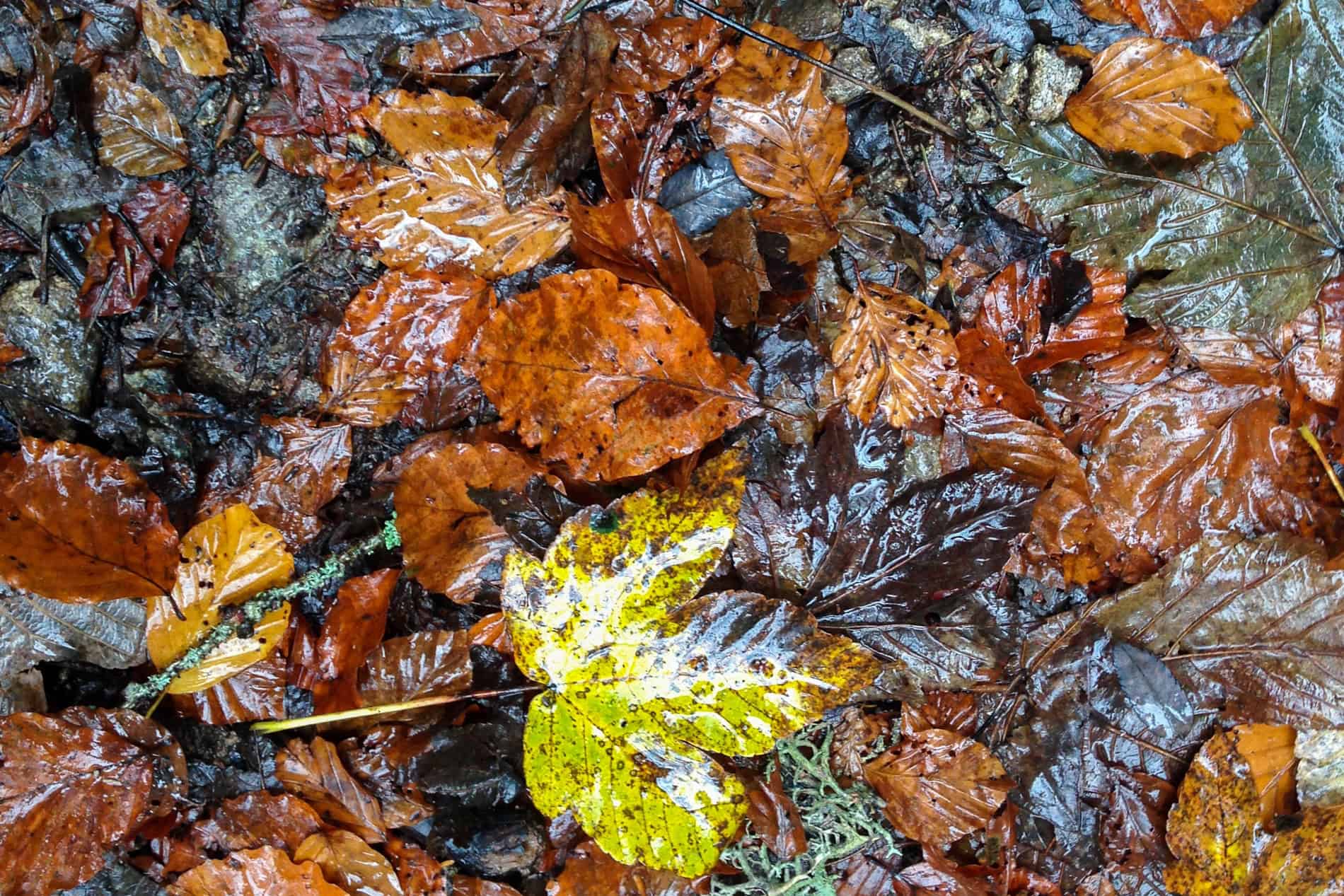 A ground sheet of wet leaves in autumnal oranges and yellows. 