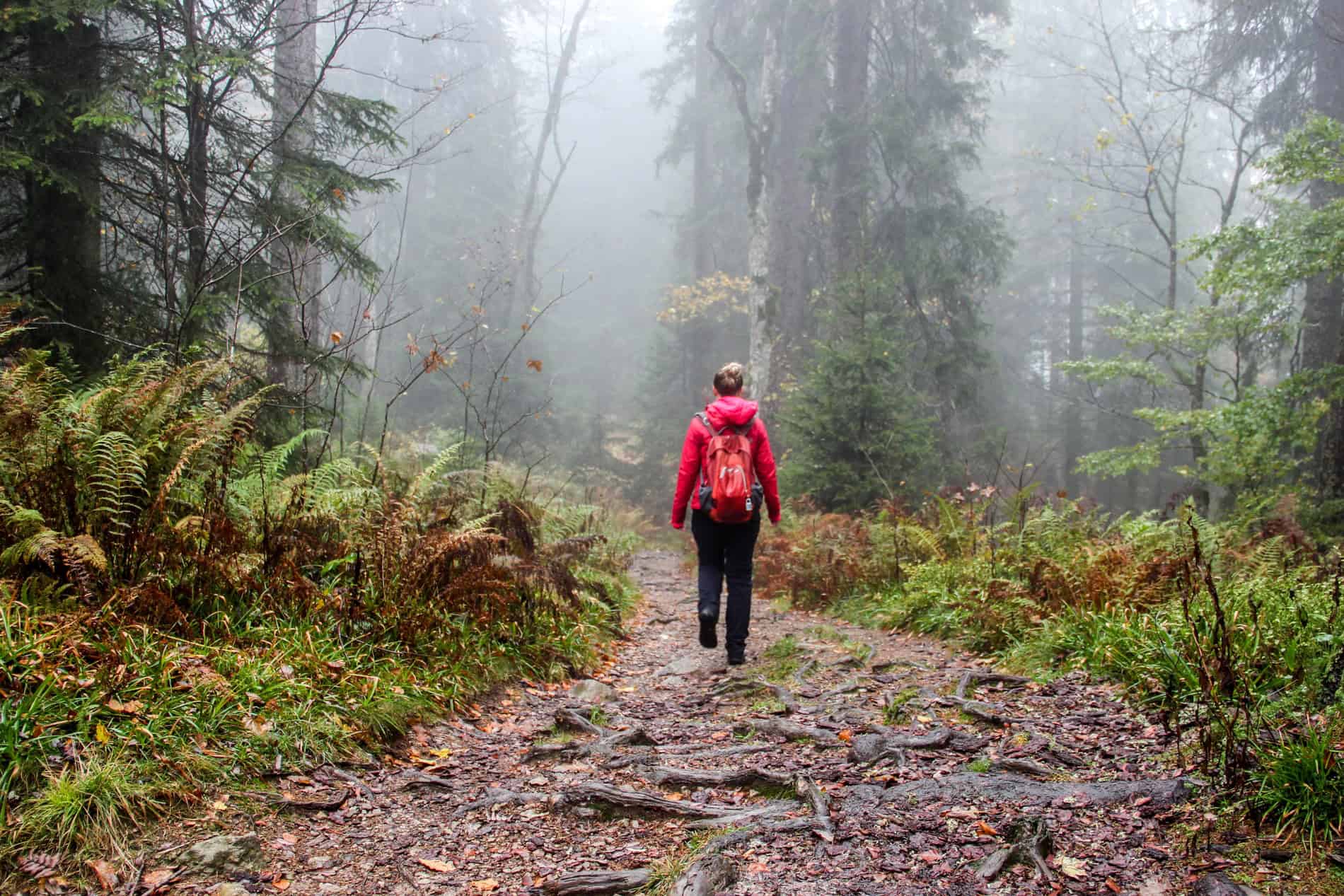 A woman in a red jacket and backpack, and dark trousers hikes on a tree root and leaf covered path through a misty forest.