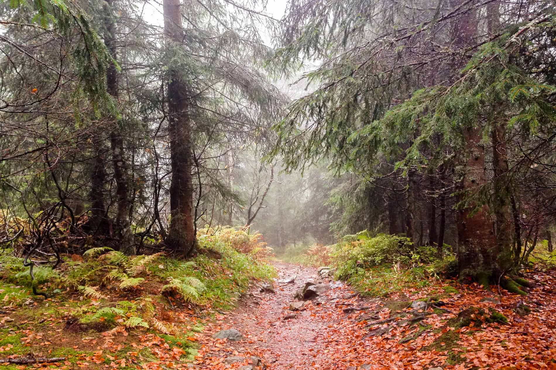 Orange leaves cover a wide path through a mist filled dense forest with large trees. 