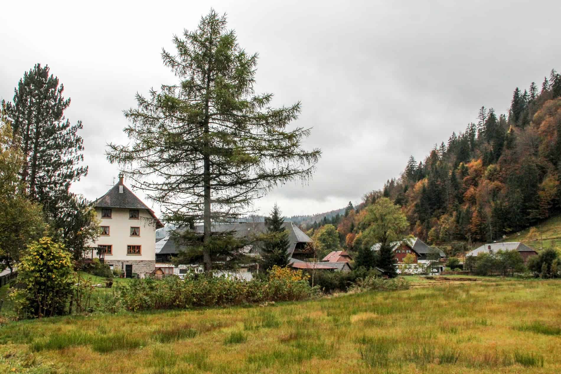 Traditional German alpine houses in a green valley on the edge of a dense tree bundle forest slope. 