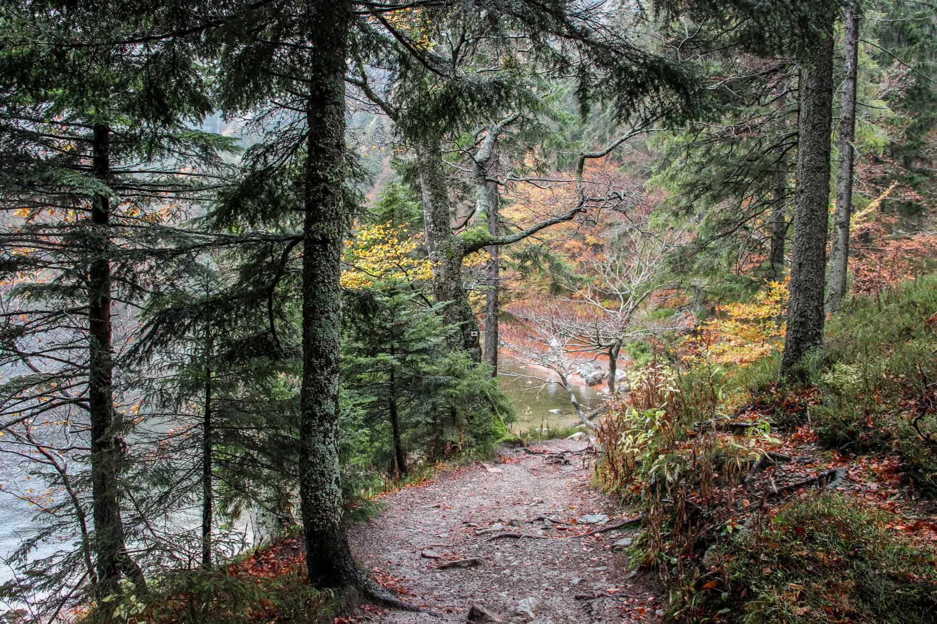 A lakeside hiking path through thick green and yellow forest foliage. 