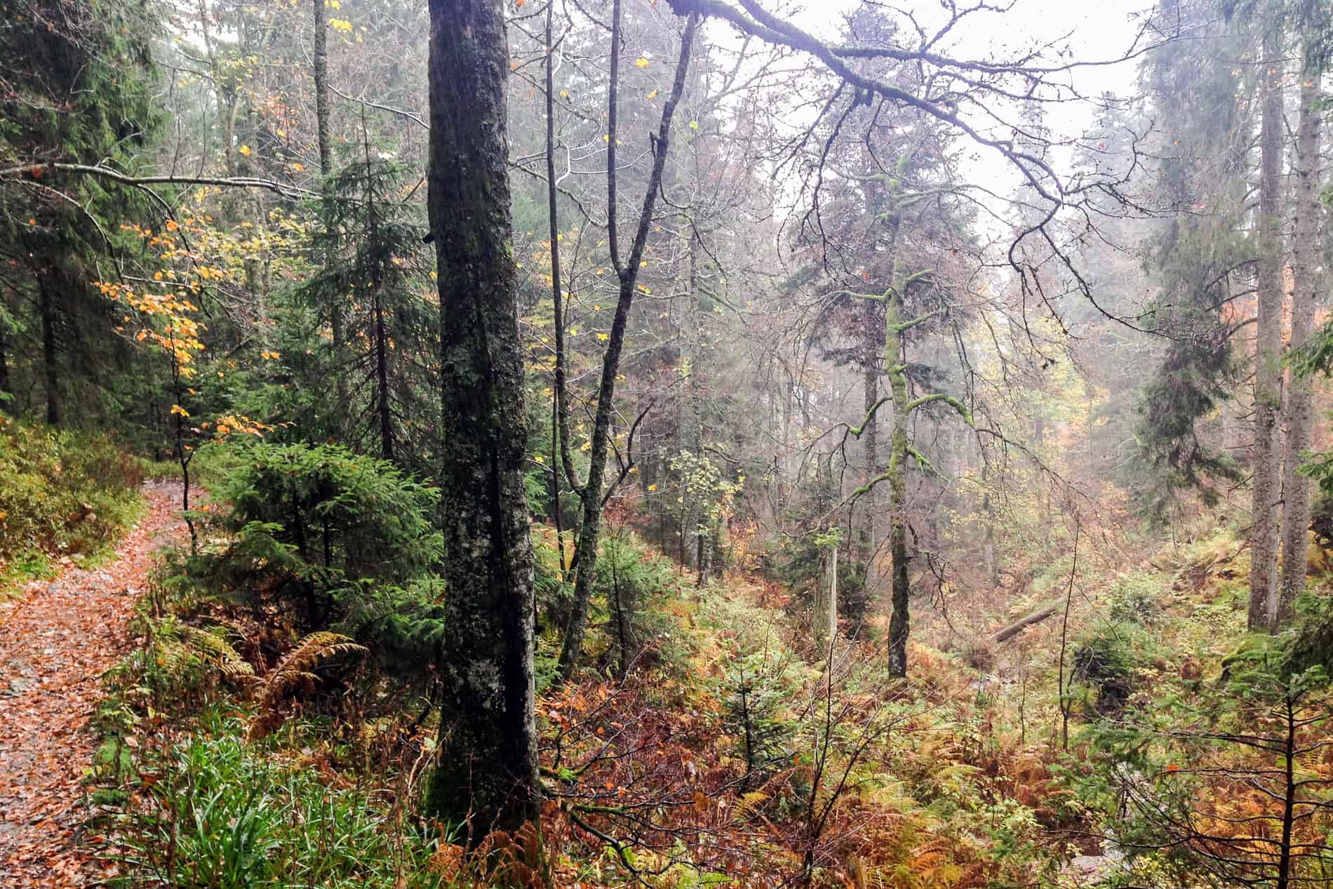 An orange leaf strewn pathway atop a slope of a dense forest with green, yellow and orange foliage. 