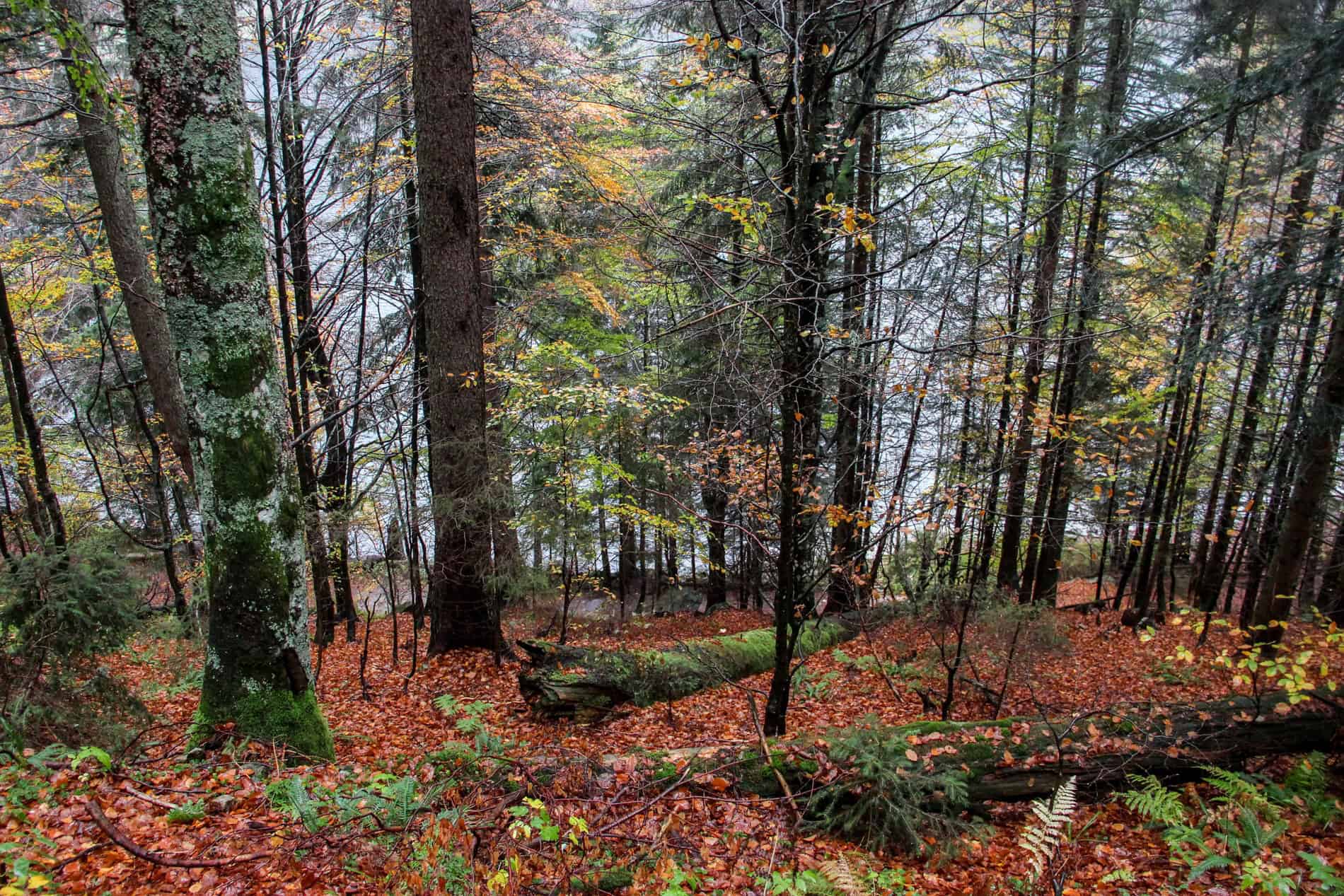 Green moss covered fallen tree logs on orange leaf covered and tree dotted forest slopes. 