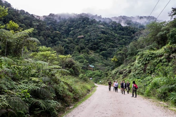 Ecuador Amazon Rainforest Guide - Unforgettable Jungle Adventure