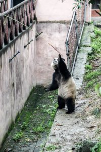Taking a Chengdu Panda Tour: China’s Cutest Tourist Attraction
