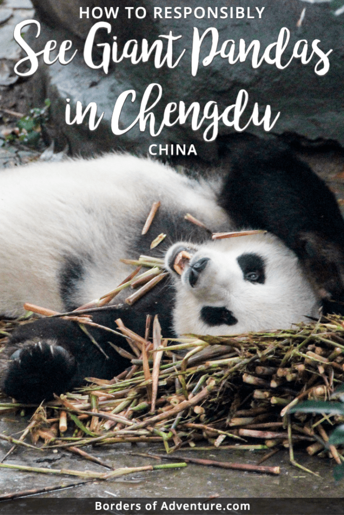 Taking a Chengdu Panda Tour: China’s Cutest Tourist Attraction