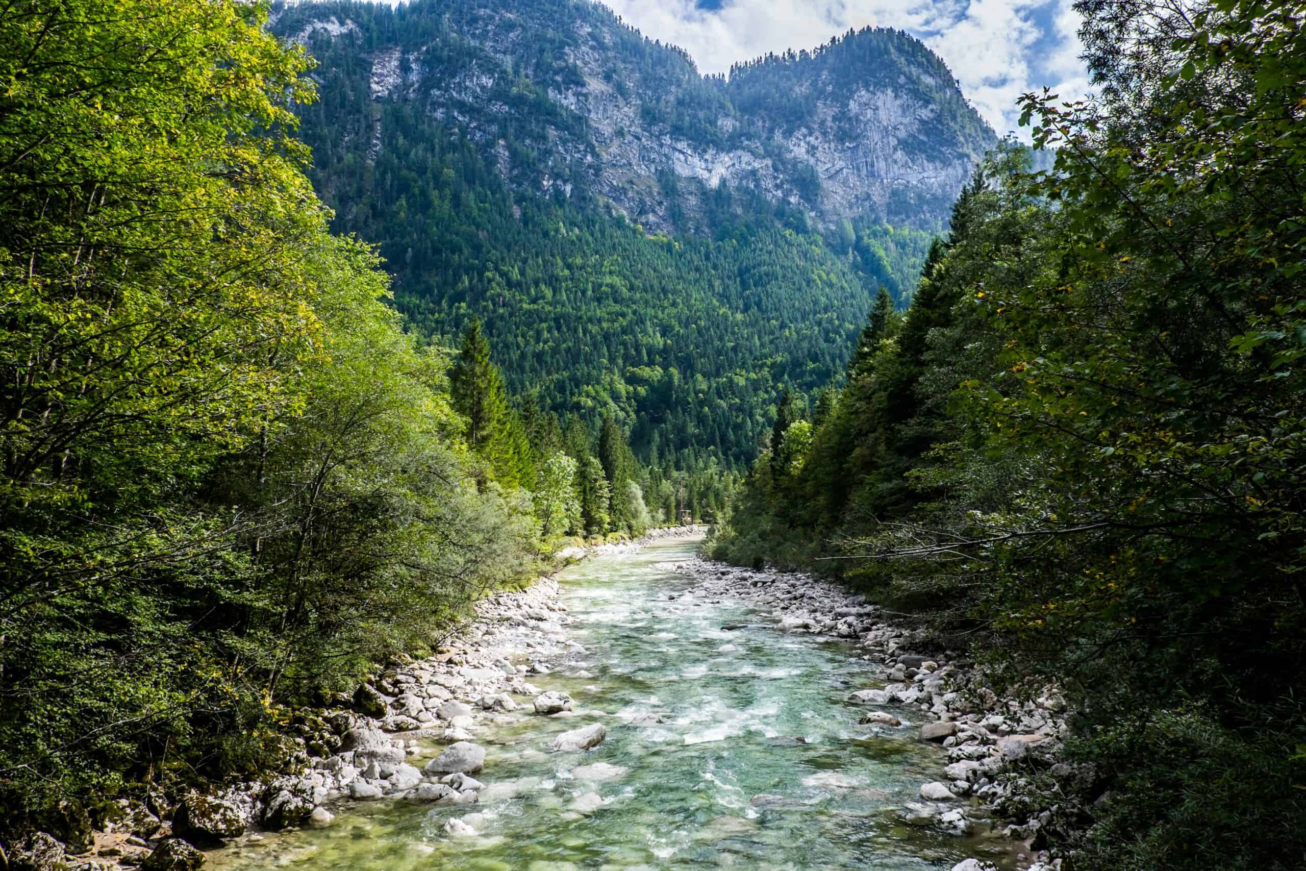 Shallow gorge water running over white rocks through a dense forest valley. 