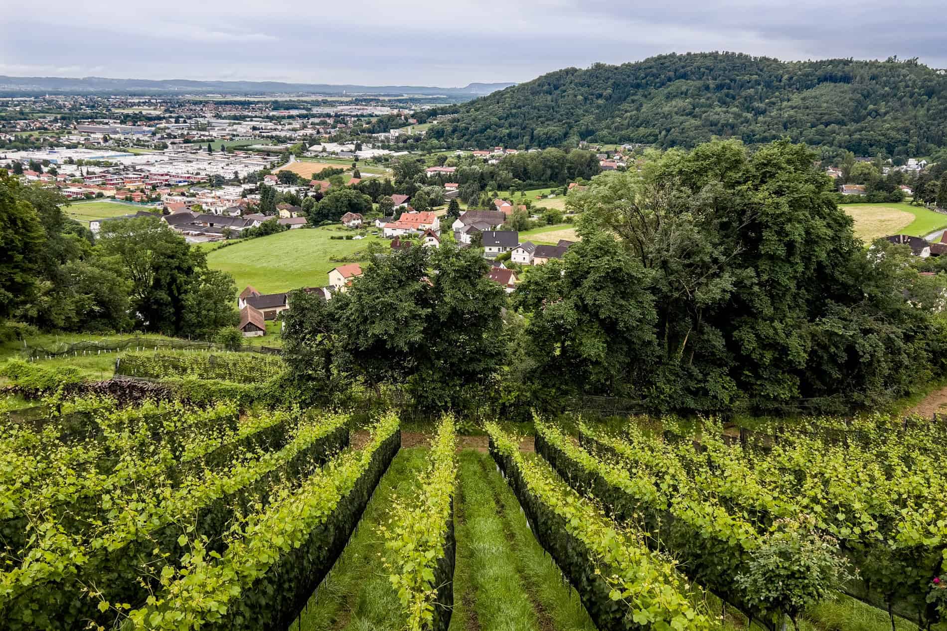 View over rows on vines on a sloped hill overlooking a village and the fringes of Graz city.